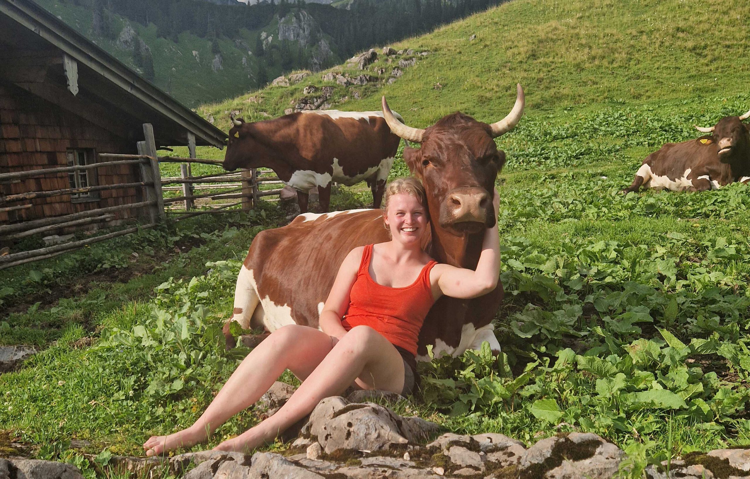 Marlene Stadler, kuscheln mit einem der Pinzgauer Rinder, als Sennerin im Sommer auf der Alm.